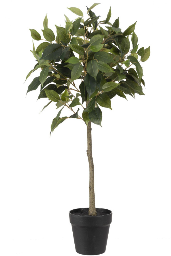 Mr Plant Fikus Benjamin - EKO:-