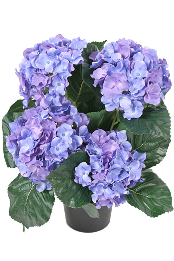 Hortensia - Mr Plant - EKO:-